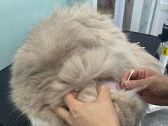 -爱洗澡的猫(望京店)