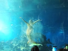 -海棠湾洲际-涛·海底餐厅·美人鱼·自助餐·海底隧道