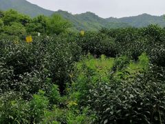 -水墨汀溪风景区