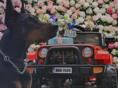 -百好乐宠物友好餐厅(朝外大街店)