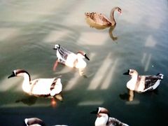 -溱湖国家湿地公园