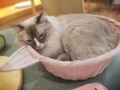 -滚猫咖啡·猫咖·猫友好撸猫(未来城店)