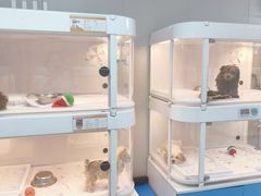 -翊宠yipet猫狗购宠庄园犬舍•猫舍