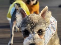 -百好乐宠物友好餐厅(朝外大街店)