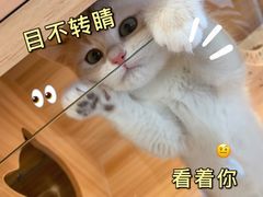 -猫十亿·布偶金渐层·曼基康矮脚猫舍(青年路店)