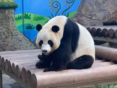 -广州长隆野生动物世界