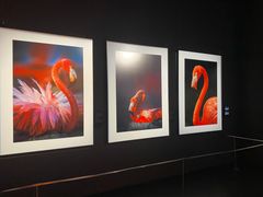 -罗红摄影艺术馆