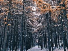 -塞罕坝国家级自然保护区