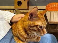 -豆逗聊愈猫阁Easy Life
