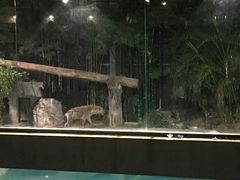 -清迈夜间动物园