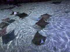 -北海海底世界