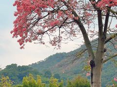 -风云岭森林公园