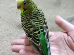 -上海大自然野生昆虫馆(东方明珠·爬宠昆虫探索中心)