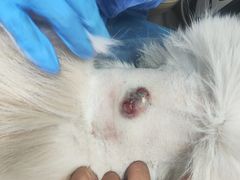 -达爱动物医院·犬猫分区·CT·复杂眼科(远洋山水分院)