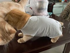 -灵美宠物诊所