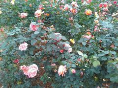 -人民公园(罗湖区)