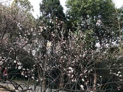 -香雪海