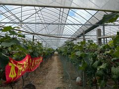 -马陆小张葡萄园农家乐