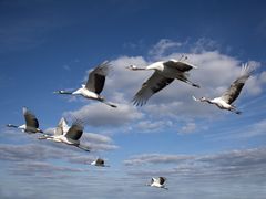 -盐城丹顶鹤湿地生态旅游区