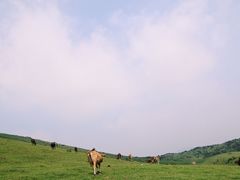 -大姆山草场