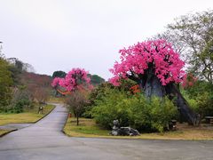 -天适樱花悠乐园