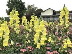 -松山湖梦幻百花洲