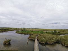 -盐城丹顶鹤湿地生态旅游区
