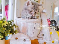 -十年猫舍·猫咪专门店(普陀店)