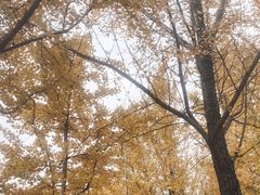 -月湖公园