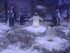 -迪拜水族馆及水下动物园