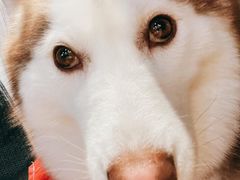 -Husky Go! 哈士奇体验馆·宠物咖啡厅狗咖