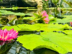 -国家植物园南园