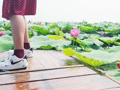 -白洋淀景区