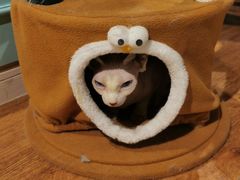 -猫小院猫主题餐厅(三里屯店)