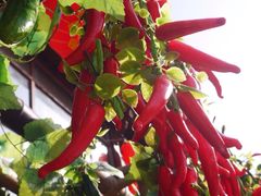 iphone_upload_pic-回家湘菜馆(浮山后店)
