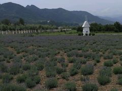 -曲江薰衣草庄园