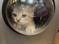 -关爱宠物医院·猫科中心·消化科(滨湖万达分院)