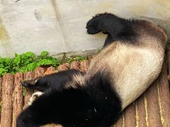 -黔灵山公园