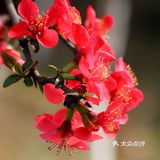 三亚”花旅“之海棠&茉莉  【海棠湾免税购物中心】