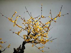 -三圣花乡旅游区