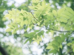 -青龙山国家森林公园