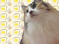 -瑞派长江宠物医院·猫科·外科·24小时夜护(谊城公寓分院)