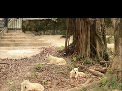 -深圳野生动物园