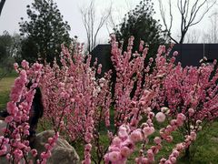 android_upload_pic-鹦鹉寺公园