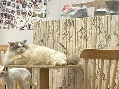 -楼上猫咖(罗湖店)