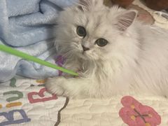-猫大福·Fortune Cat猫舍(百子湾店)