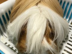 -藦茜花园宠物主题亲子互动体验馆(国顺东路店)