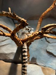 -Zoolung Zoolung动物主题公园(海信广场店)