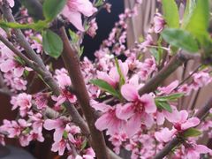 -正宗火盆自助烧烤·烤全羊·柴火鸡(龙泉山店)