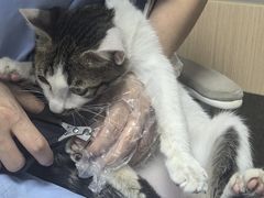 -谐和贝康宠物医院24小时·宠保定点(急重症转诊中心)